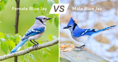 blue jay male and female images